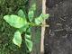 #1: Bananenstaude �berwintern