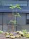 #1: S�ulen-Eberesche 'Sheerwater Seedling' - Hochstamm