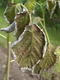 #2: Meine Himbeeren gehen ein?