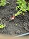 #2: Salat im Hochbeet, Feinde
