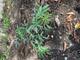 #1: Bl�tter von Sambucus nigra sind gr�n