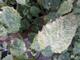 #1: Physalis kranke Bl�tter