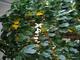 #1: Ficus benjamina 'Danielle'