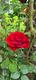 #3: Frage zur Identifikation einer Rose