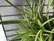 #3: Was sind das f�r Triebe?