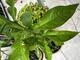 #2: Limette
