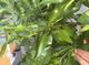 #1: Wassertriebe Ichanglemon?