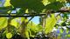 #1: Morus alba 'pendula'