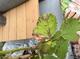 #1: Braune Flecken auf Bl�ttern & Insektenbefall
