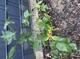 #2: Braune Flecken auf Bl�ttern & Insektenbefall