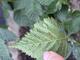 #3: Braune Flecken auf Bl�ttern & Insektenbefall