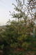 #1: Was ist das f�r ein Baum und welche Krankheit hat er?