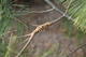 #2: Was ist das f�r ein Baum und welche Krankheit hat er?