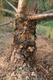 #3: Was ist das f�r ein Baum und welche Krankheit hat er?