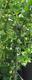 #1: Stachelbeeren Easycrisp LadySun/d�nne Triebe-kleine Beeren und Crispa Flavia/vie