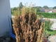 #2: Taxus baccata Fastigiata Auraea