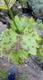 #2: Was ist das f�r ein Sch�dling an der Rebe?