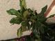 #1: ist diese Pflanze krank?