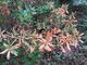 #2: Alpenrose hirsutum