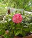 #1: rhododendron bl�te