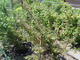 #2: Stachelbeere 'Invicta'