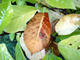 #1: Magnolie bekommt braune Bl�tter, die dann abfallen. Was kann man tun?