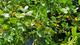 #2: Keine Beeren bei der VIERBEERE 
