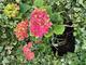#1: Hortensie hat sehr d�nne Triebe