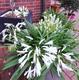 #1: wei�e Agapanthus