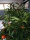 #2: Citrus reticulata ( Mandarine)