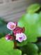 #1: Bergenia cordifolia Bl�tezeit