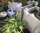 #1: Farbe der Agapanthus-Pflanzen