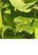 #1: Meine Hortensien sind �berfallen worden 