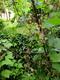 #2: Johannisbeere