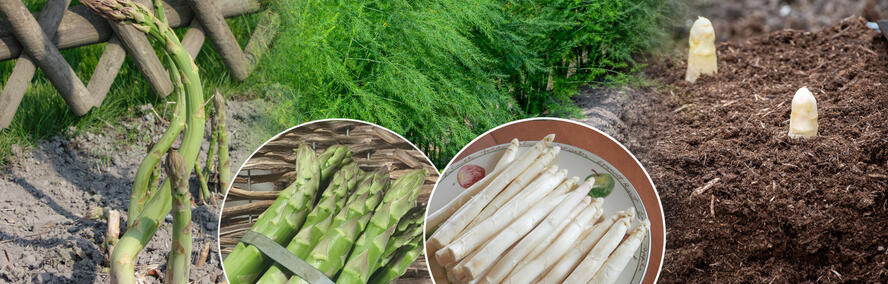 Wochendeal - 8 plants d'asperges pour le prix de 4