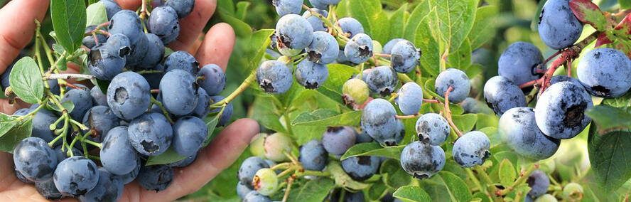 Wochendeal - Lot de plants de myrtilles pour cultiver soi-m�me : 12 jeunes plants pour le prix de 6