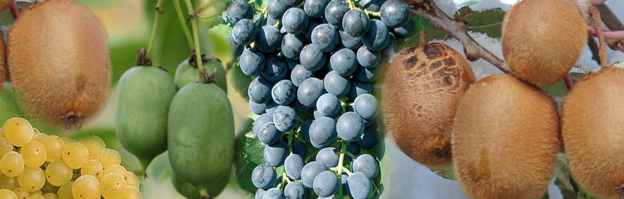 Wochendeal - Quatre d�licieuses vari�t�s de fruits grimpants � -50 %