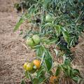Fleischtomate Oaxacan Jewel BIO