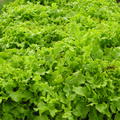 Schnittsalat Salad Bowl BIO