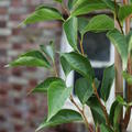 Styrax japonicus 'June Snow'� - Hochstamm