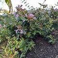 Abelia x grandiflora 'Edward Goucher', Abelia grandiflora 'Edward Goucher' 