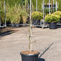 Acer Palmatum 'Dissectum Garnet', Stamm Verzweigt, im 50cm Topf, H�he 170cm, Breite 80cm