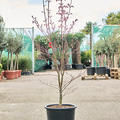 Acer pal. 'Fire Glow' (140-180), Verzweigt, im 36cm Topf, H�he 160cm, Breite 70cm