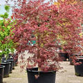 Acer pal. diss 'Ornatum', Stamm, im 55cm Topf, H�he 150cm, Breite 150cm