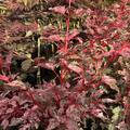 Strauchahorn, Ahorn, Acer conspicuum Red Flamingo, BZ