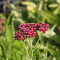 Achillea millefolium 'Kirschk�nigin'