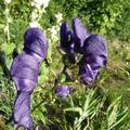 Aconitum henryi 'Spark', Aconitum henryi 'Spark'