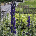 Aconitum napellus