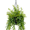 Aeschynanthus 'Japhrolepis', ampel, im 15cm Topf, H�he 55cm, Breite 30cm