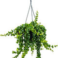 Aeschynanthus 'Rasta', Ampel, im 15cm Topf, H�he 40cm, Breite 30cm